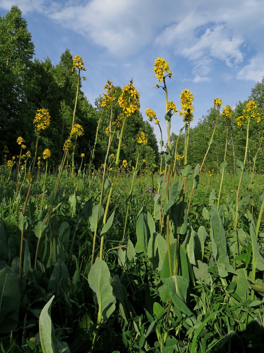 Изображение особи Ligularia glauca.