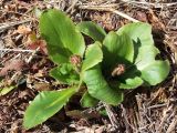 Micranthes hieraciifolia