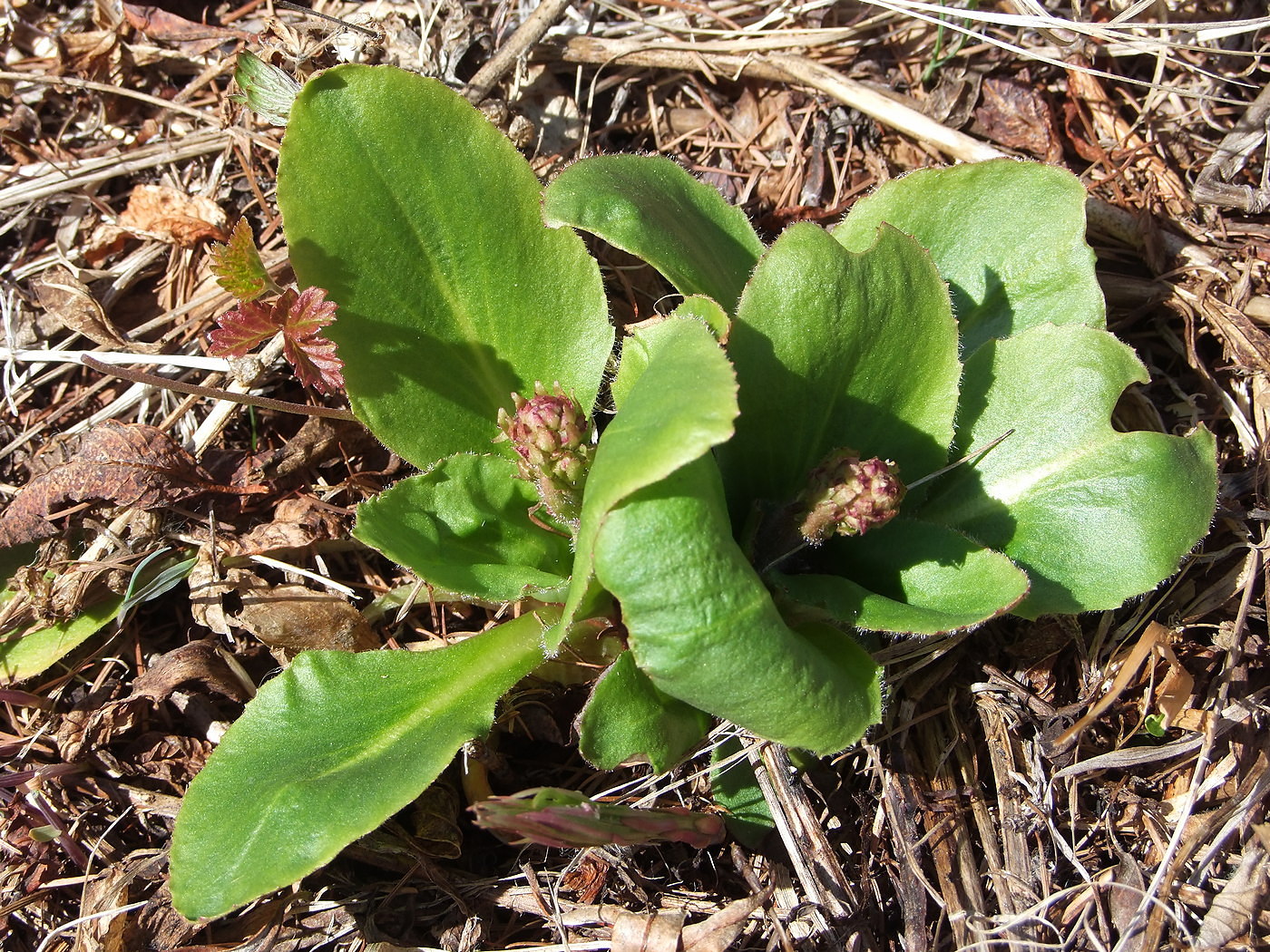 Image of Micranthes hieraciifolia specimen.