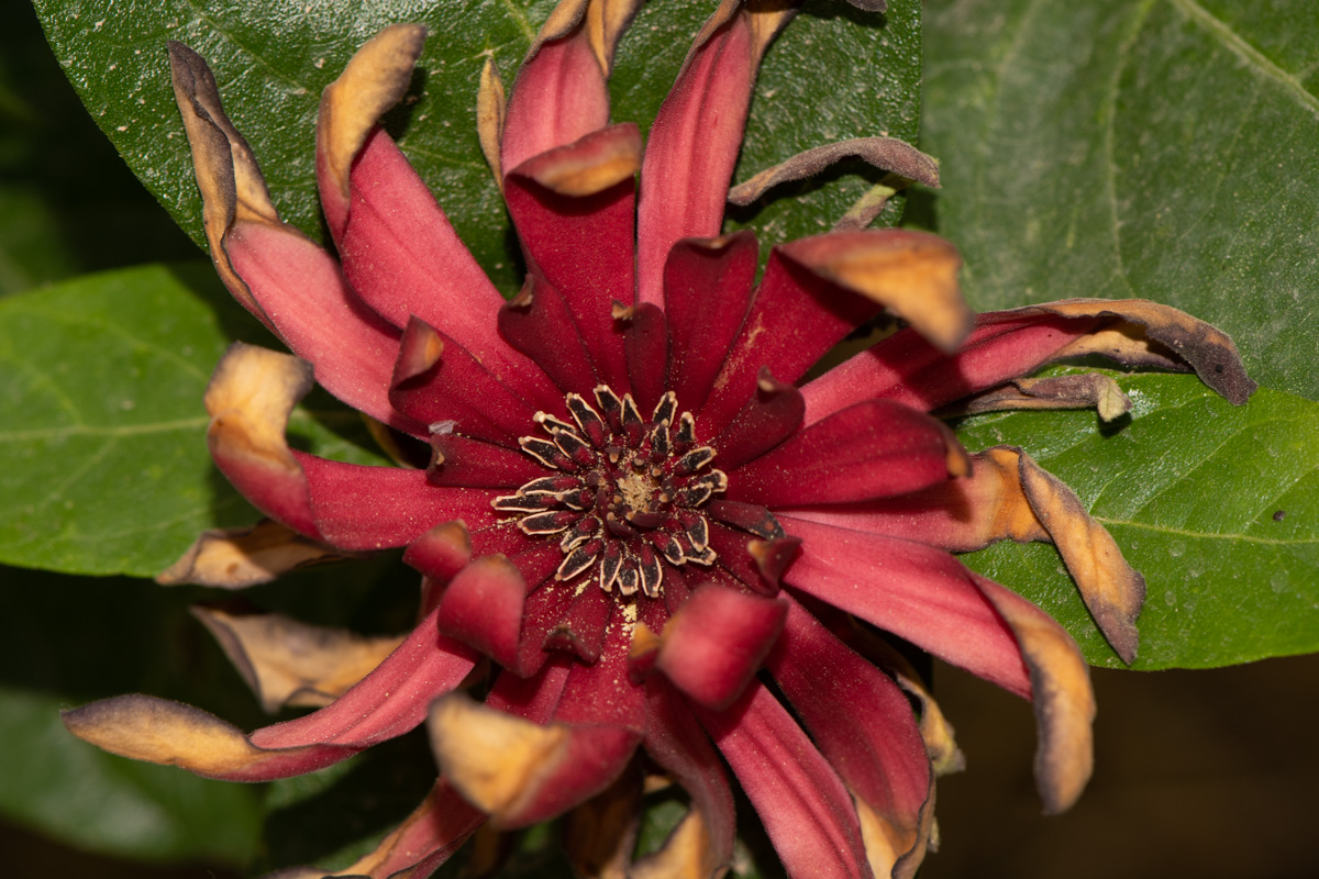 Image of Calycanthus floridus specimen.