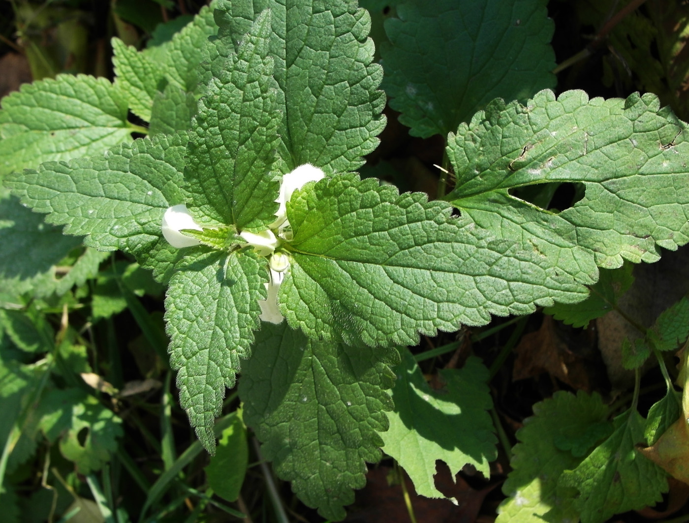 Image of Lamium album specimen.