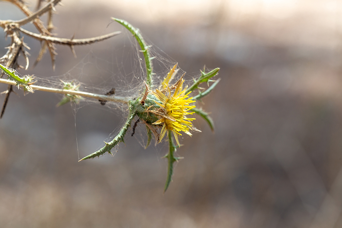 Изображение особи Carlina curetum.