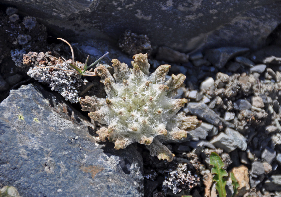 Изображение особи Saussurea glacialis.