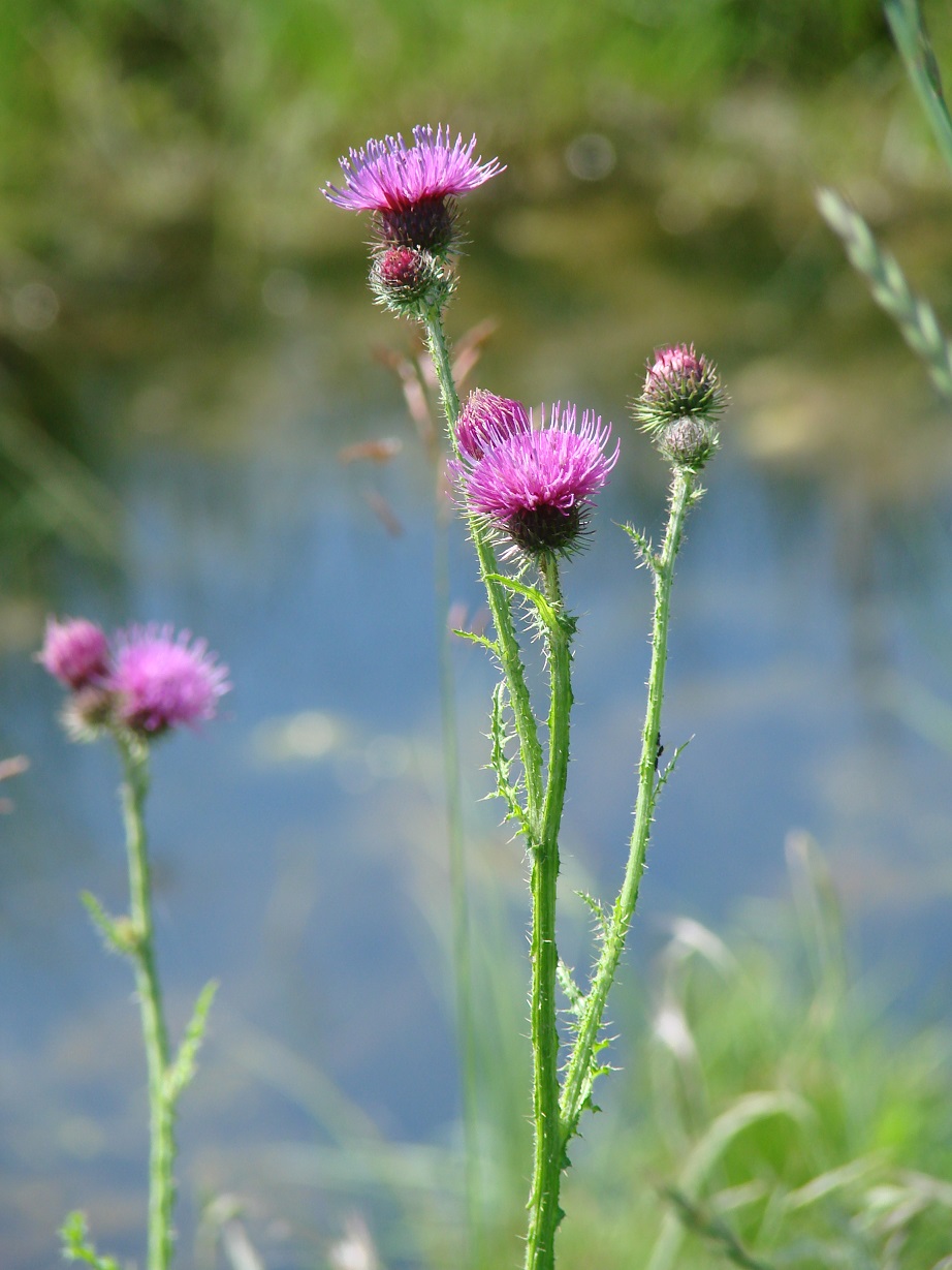 Image of Carduus crispus specimen.