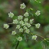 Chaerophyllum prescottii. Соцветие. Республика Татарстан, Агрызский р-н. 05.06.2010.