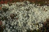Cladonia stellaris. Небольшая заросль. Мурманская обл., окр. г. Заозёрск, высота 314.9, ерниково-кустарничково-лишайниковая каменистая тундра. 21.09.2021.