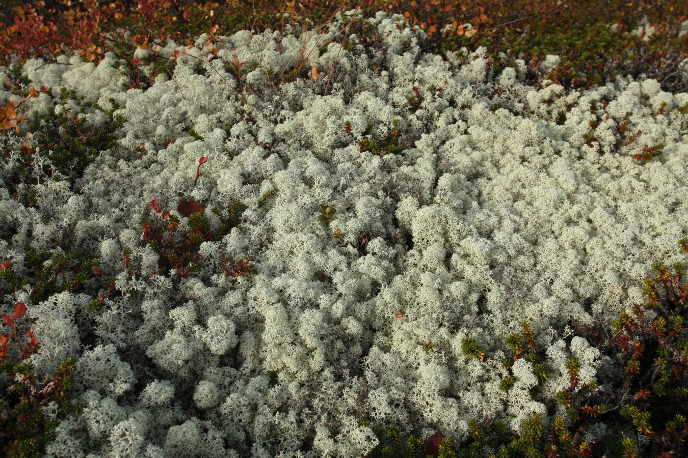 Image of Cladonia stellaris specimen.