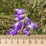 Campanula collina. Верхушка соцветия. Кабардино-Балкария, Черекский р-н, Кабардино-Балкарский высокогорный заповедник, Мижиргийское ущелье, ≈ 2350 м н.у.м., отложенная боковая морена, субальпийский луг. 17.08.2021.