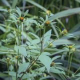 Bidens frondosa