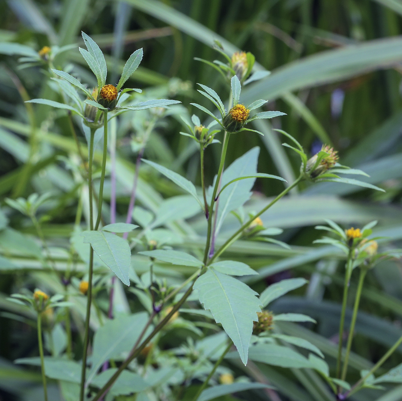 Image of Bidens frondosa specimen.