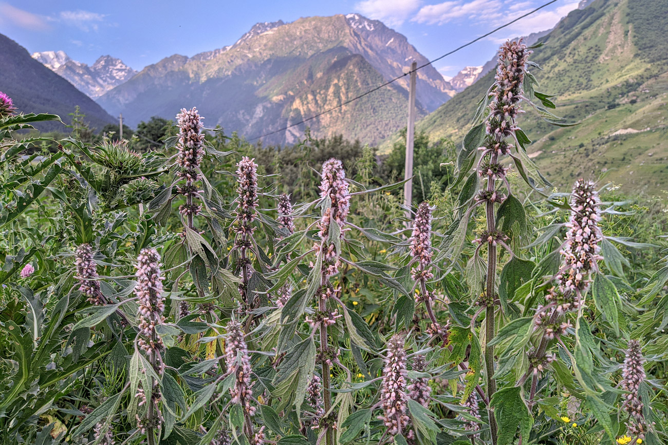 Изображение особи Leonurus quinquelobatus.