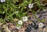 Stellaria dichotoma