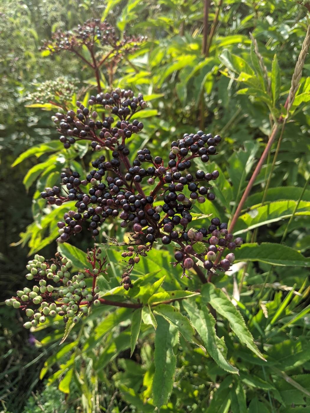 Изображение особи Sambucus ebulus.