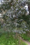 род Eucalyptus. Вегетирующее растение. Израиль, лес Бен-Шемен. 05.03.2022.