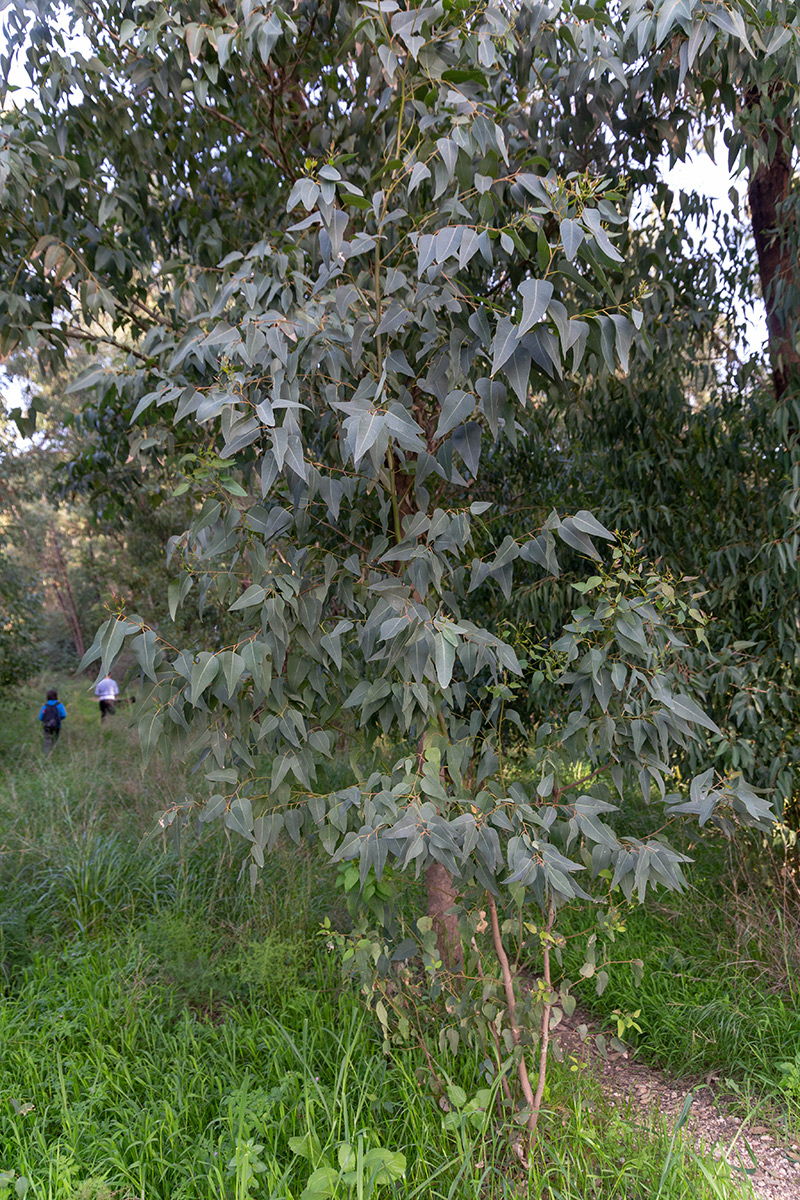 Image of genus Eucalyptus specimen.