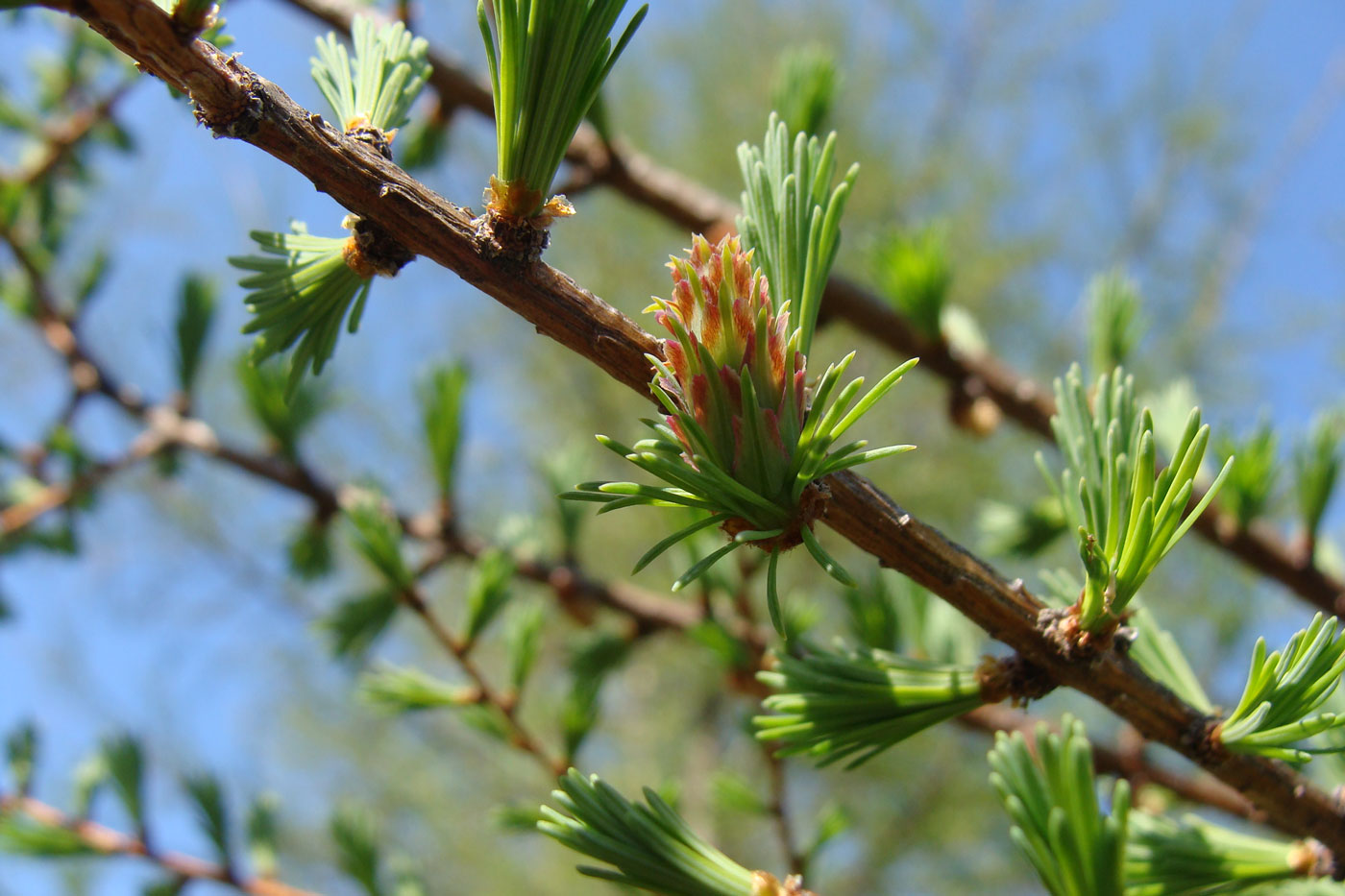 Image of Larix cajanderi specimen.