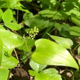 Maianthemum bifolium