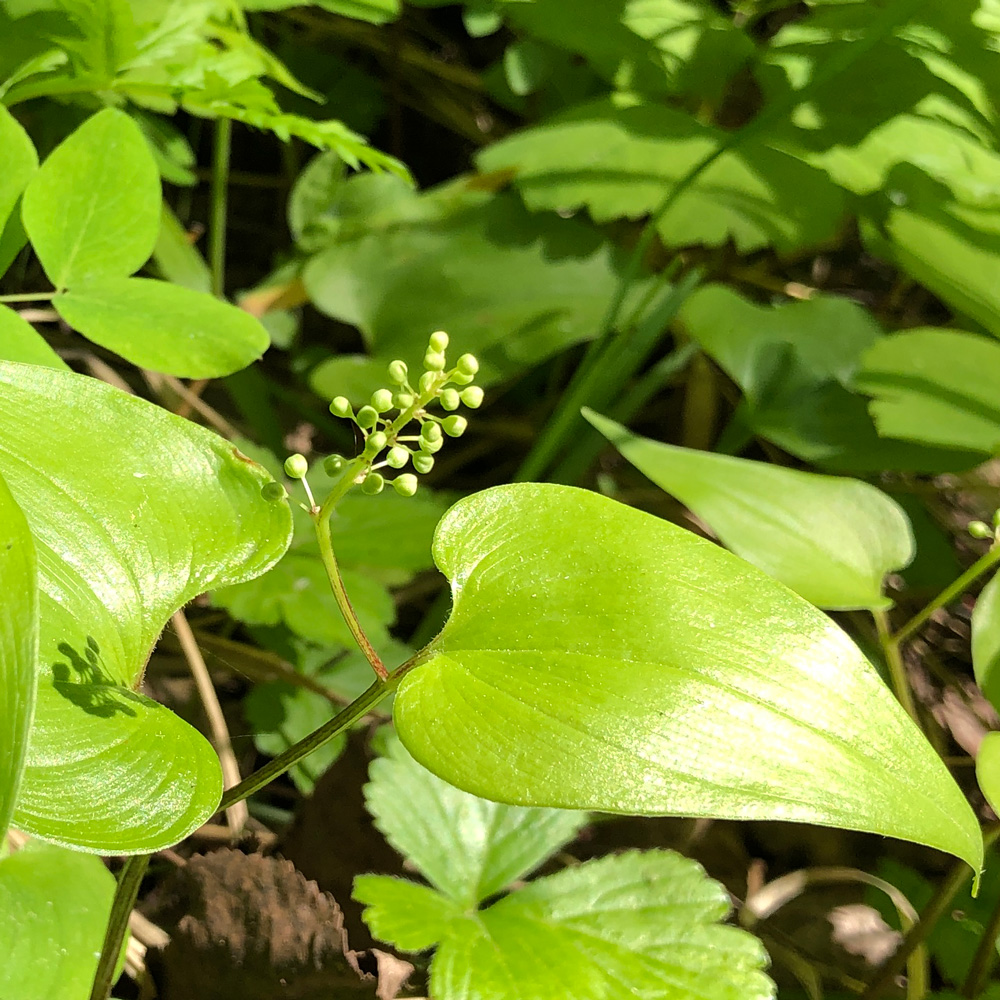 Изображение особи Maianthemum bifolium.