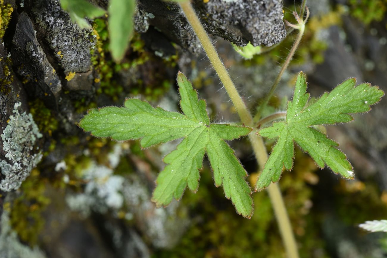 Изображение особи Geranium divaricatum.