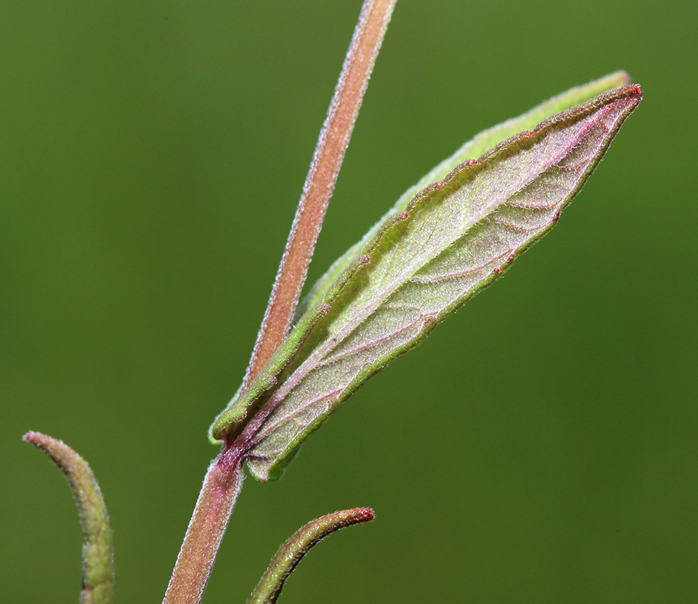 Image of Scutellaria regeliana specimen.