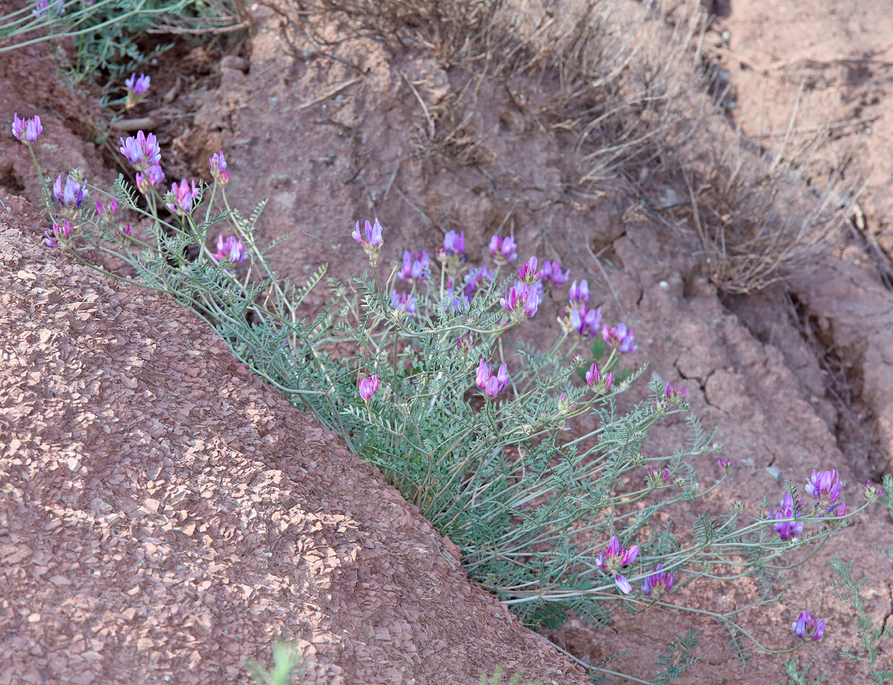 Изображение особи Astragalus bungeanus.