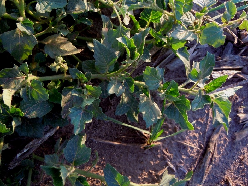 Image of Solanum nitidibaccatum specimen.