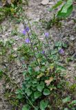 Campanula kolenatiana. Цветущее растение. Дагестан, Гунибский р-н, окр. с. Гамсутль, ≈ 1400 м н.у.м., осыпающийся каменистый склон. 29.07.2022.