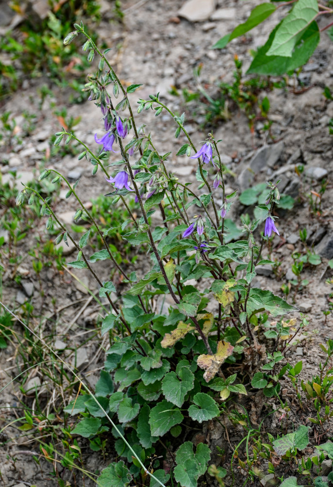 Image of Campanula kolenatiana specimen.