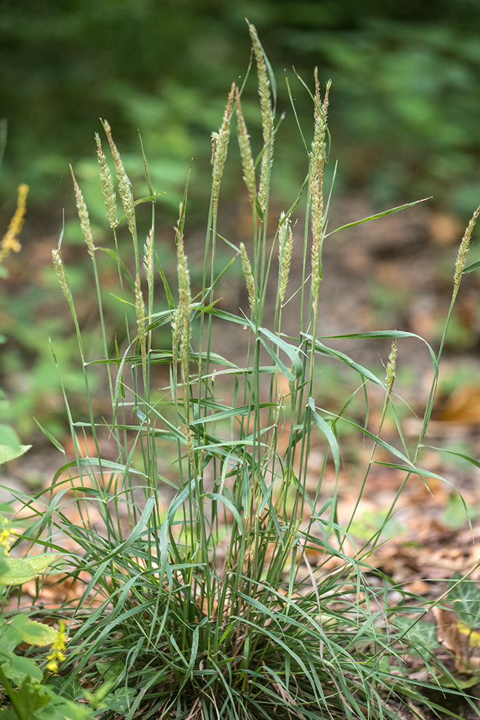 Изображение особи семейство Poaceae.