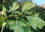 род Crataegus. Верхушка побега (вид с нижней стороны листьев). Тверская обл., Весьегонский р-н, с. Чистая Дуброва, заброшенный сад. 20 августа 2022 г.