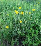 Tragopogon serotinus. Цветущее растение. Приморский край, г. Находка, ст. Находка, на ж.-д. путях. 21.08.2022.