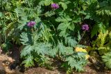 Cirsium sychnosanthum