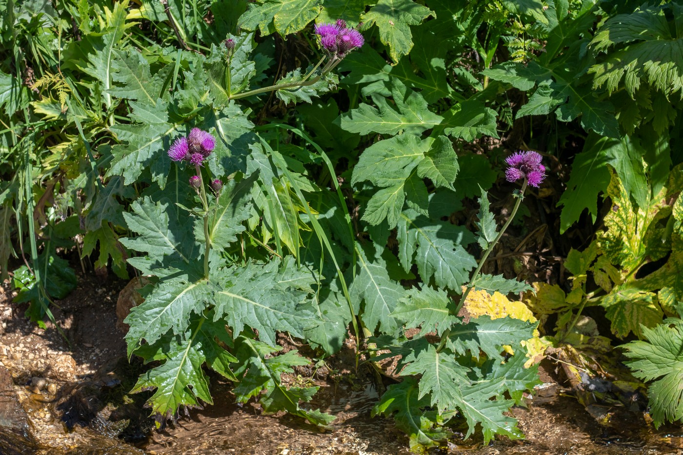 Image of Cirsium sychnosanthum specimen.