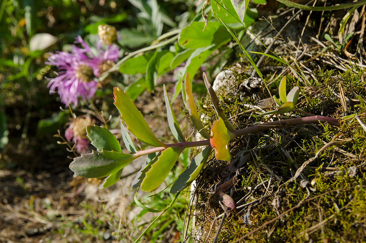 Image of genus Hylotelephium specimen.