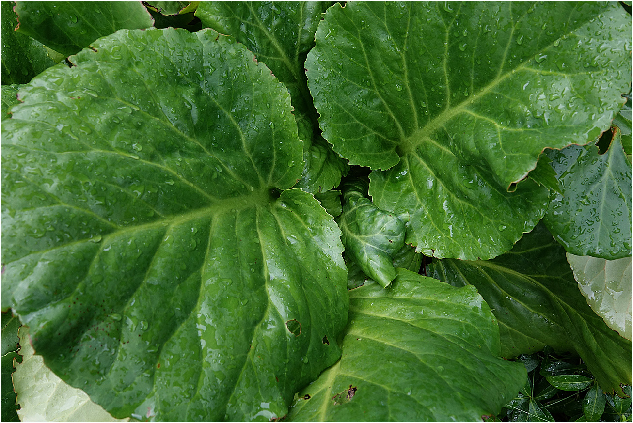 Изображение особи Bergenia crassifolia.