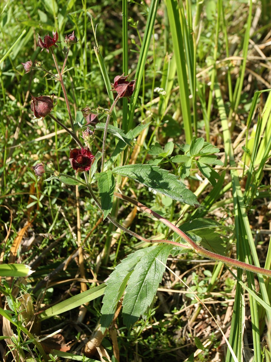 Image of Comarum palustre specimen.