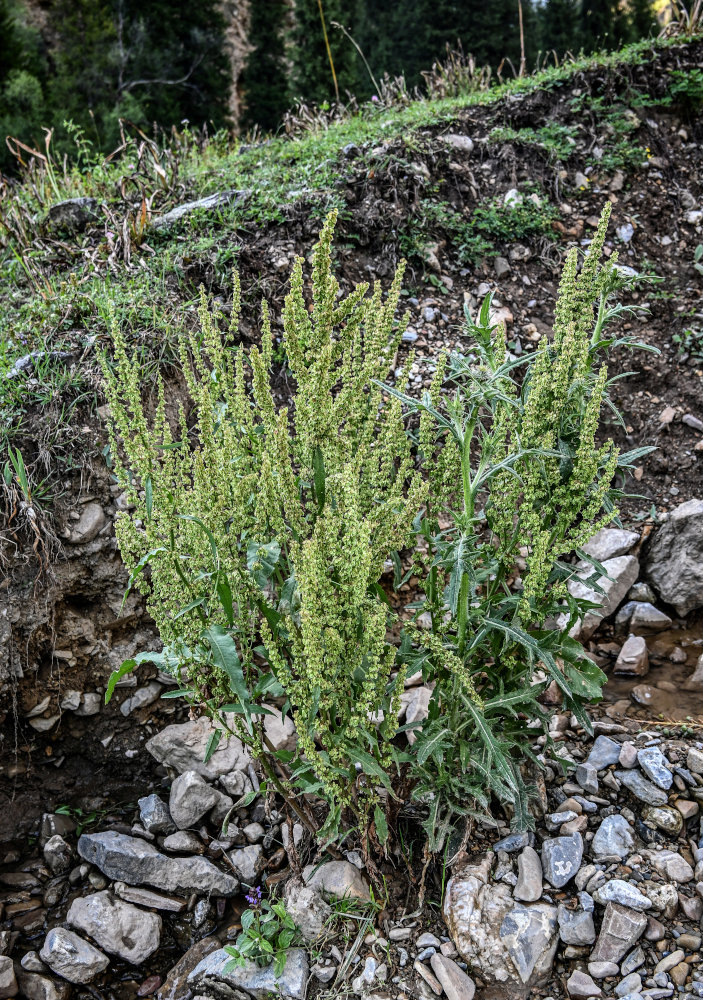 Изображение особи род Rumex.