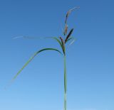 Carex acuta