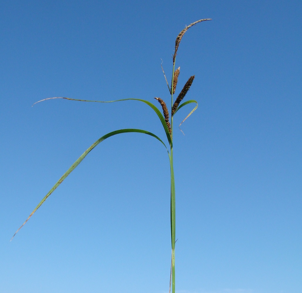 Изображение особи Carex acuta.