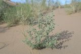 Heliotropium arguzioides