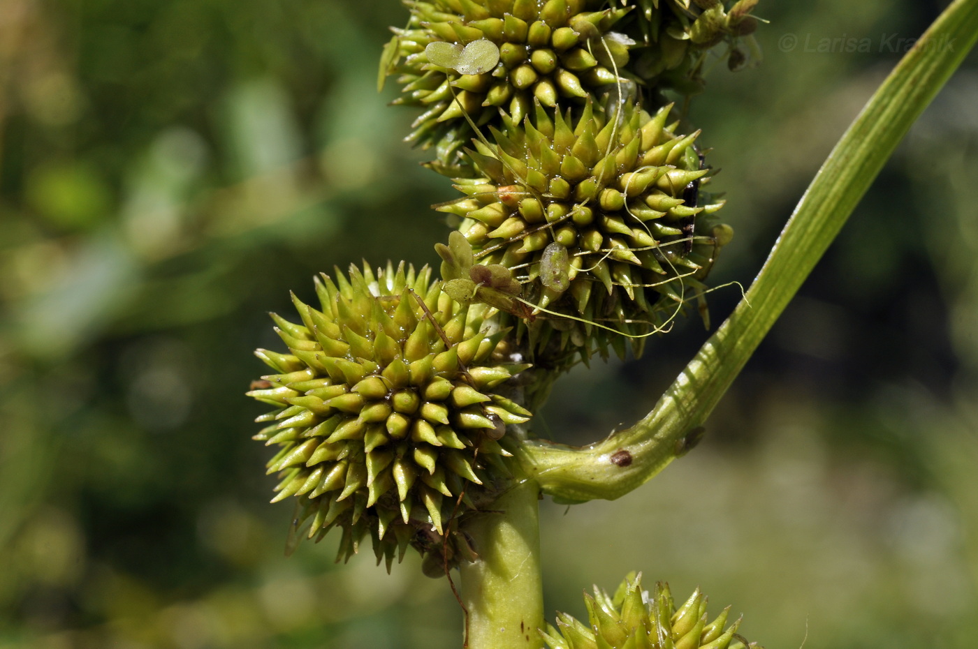 Изображение особи Sparganium glomeratum.