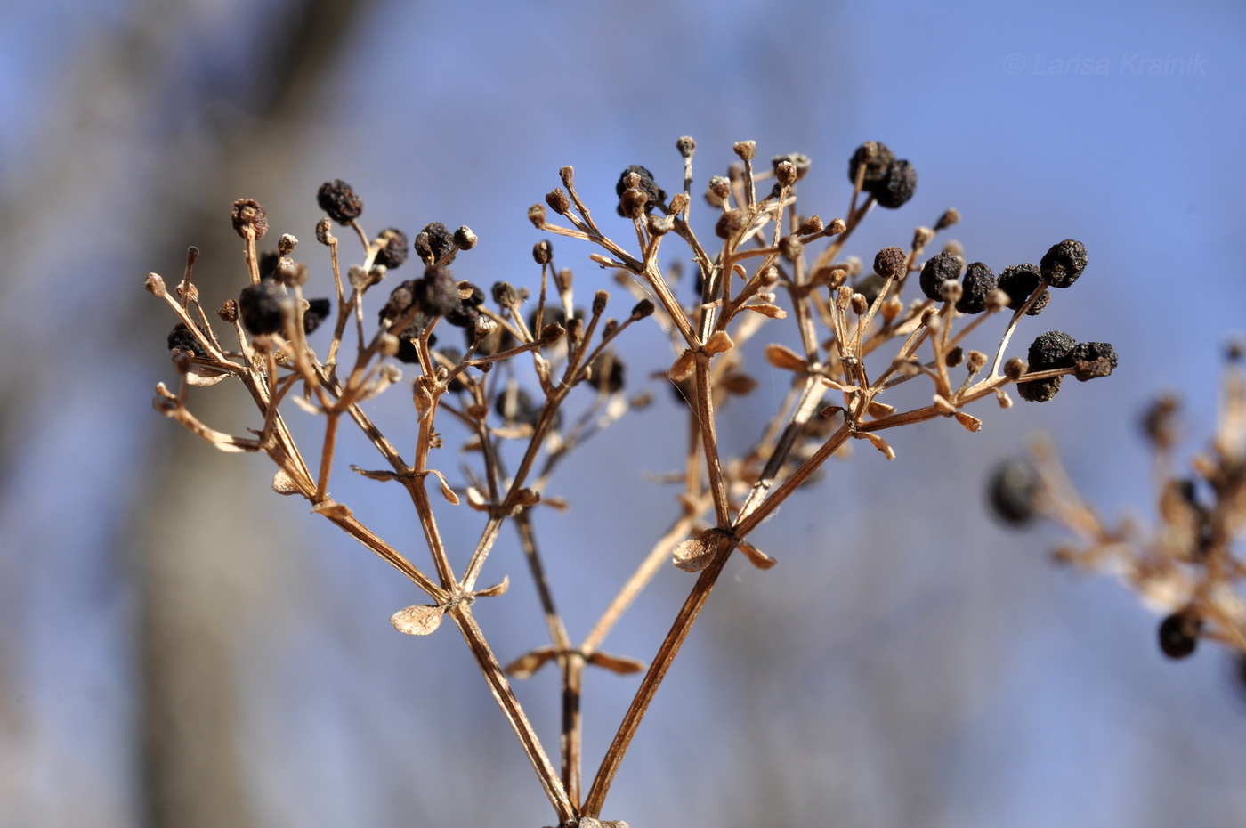 Изображение особи Galium platygalium.