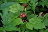Rubus crataegifolius. Верхушка побега с созревающим соплодием. Приморье, Хасанский р-н, Кравцовские водопады, широколиственный лес. 01.08.2021.