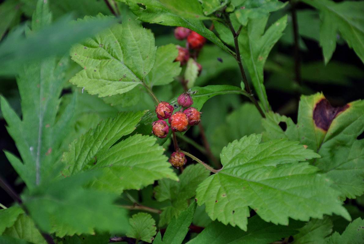 Image of Rubus crataegifolius specimen.