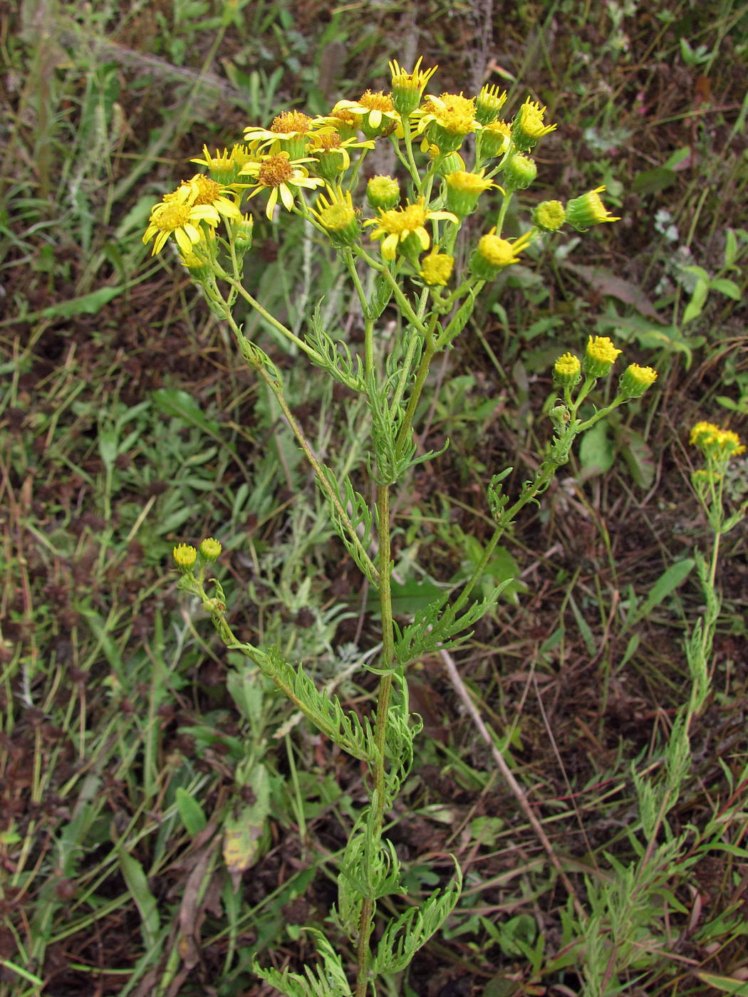 Image of Senecio jacobaea specimen.