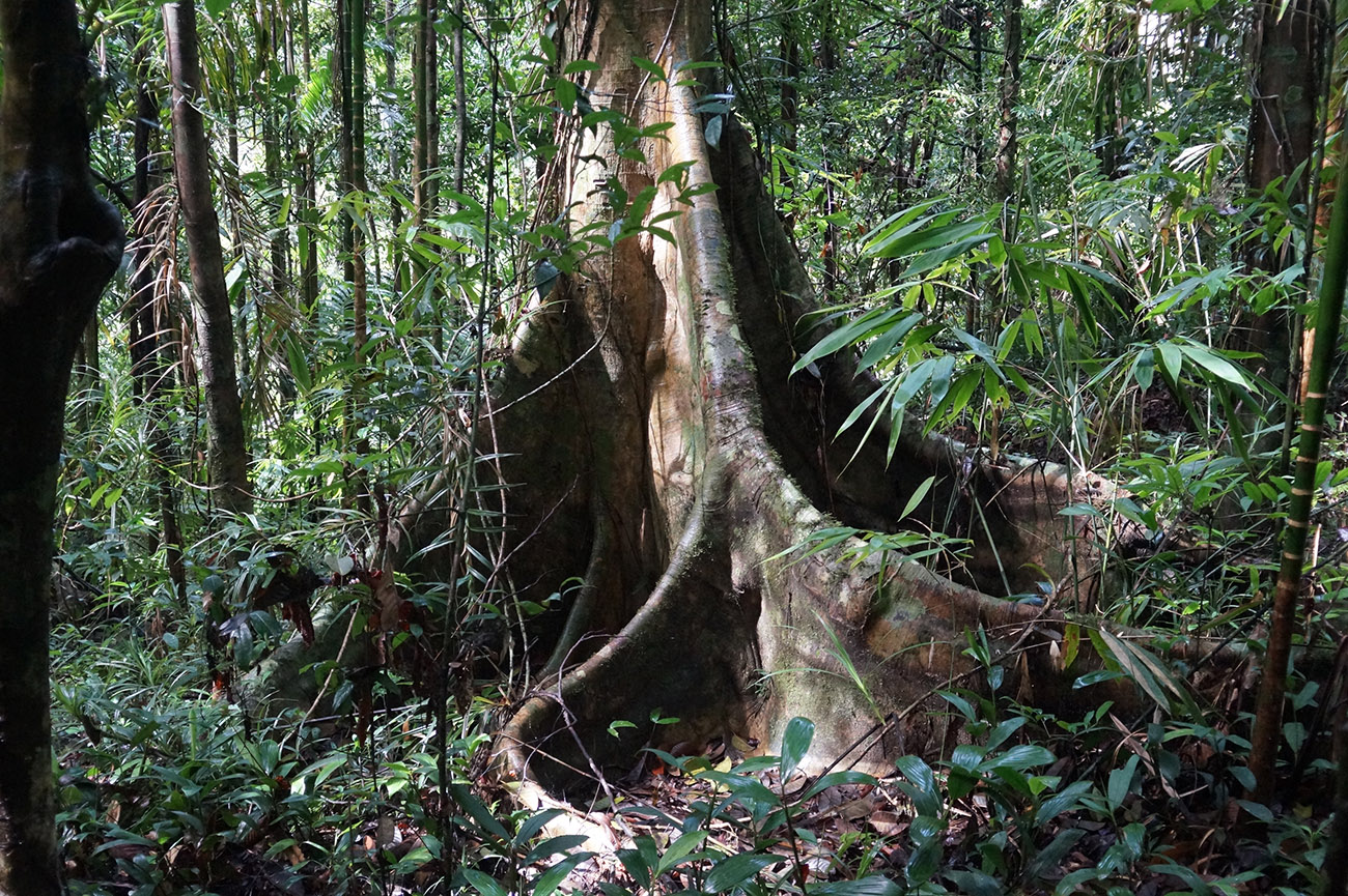 Image of genus Cullenia specimen.