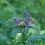 Stachys palustris. Верхушки цветущих растений с кормящимися бабочками Brentis daphne. Ростовская обл., окр. станицы Вешенская. 20.06.2009.