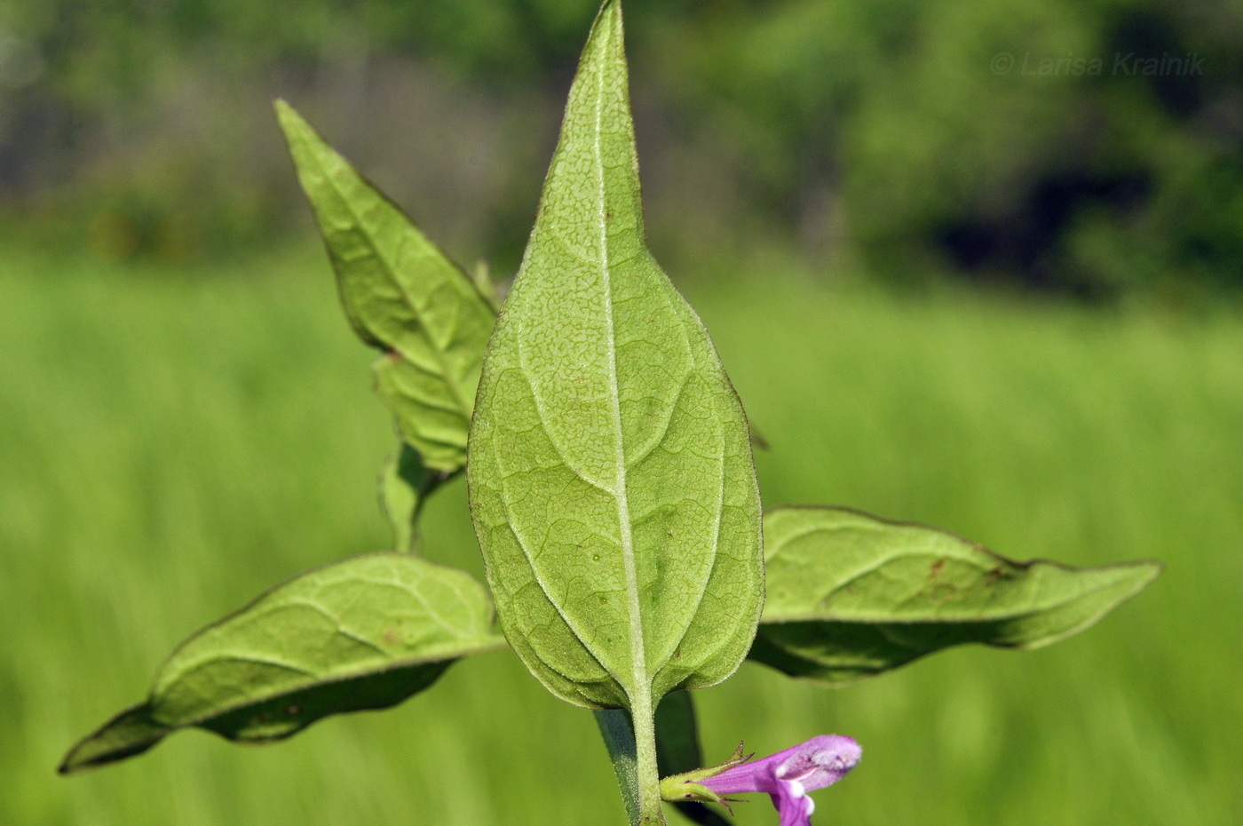 Image of Melampyrum roseum specimen.