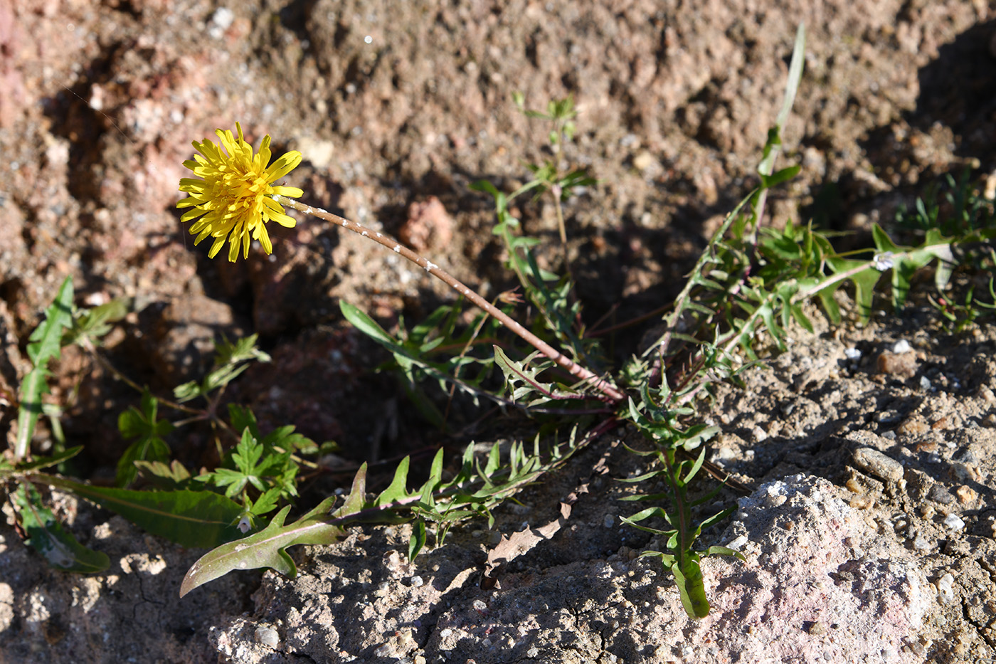 Изображение особи Taraxacum scariosum.