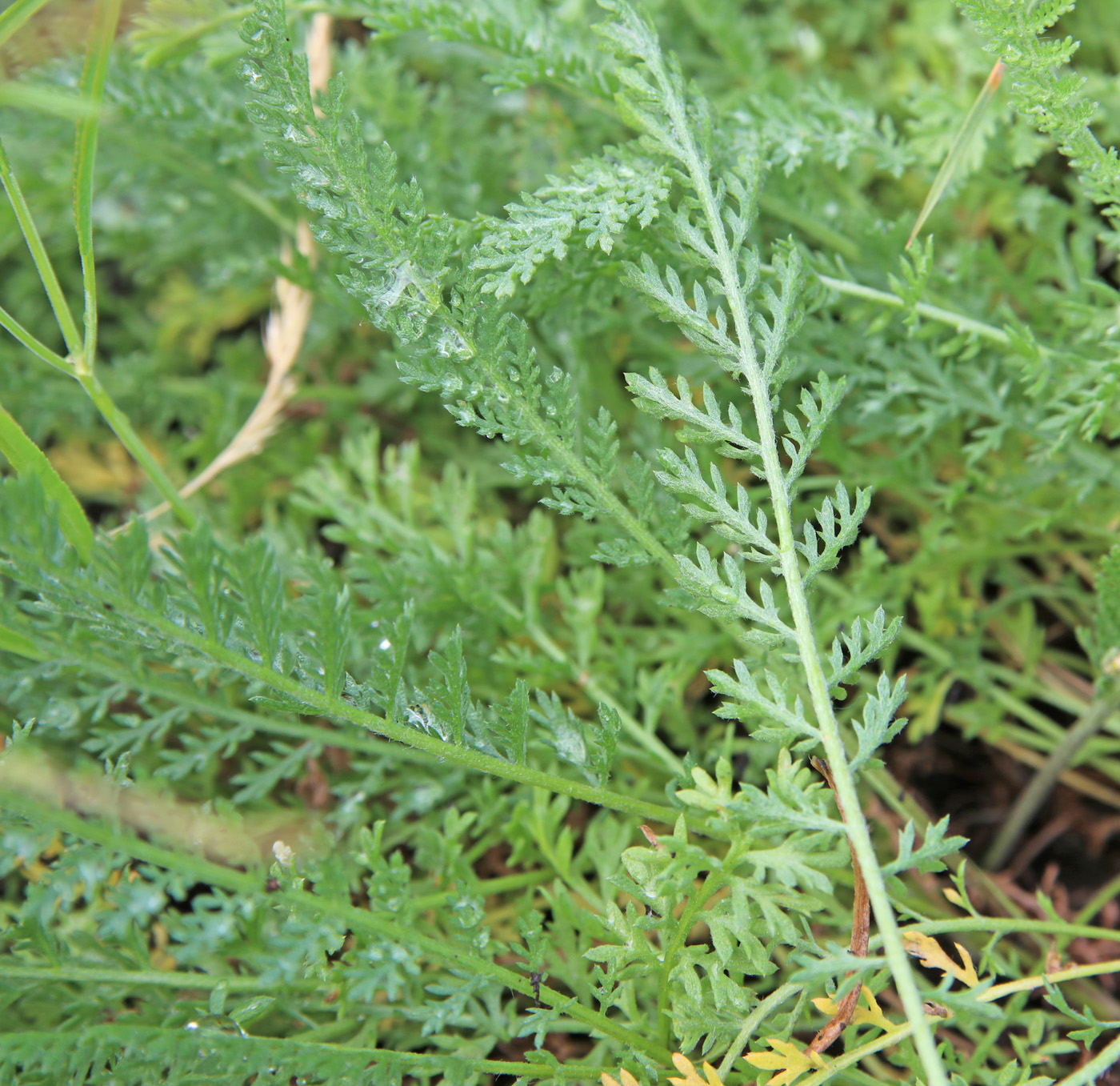 Изображение особи Tanacetum kittaryanum.